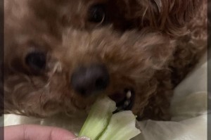 狗狗可以吃的蔬菜有哪些？（探索营养丰富的蔬菜选择，关爱你的毛茸伙伴）