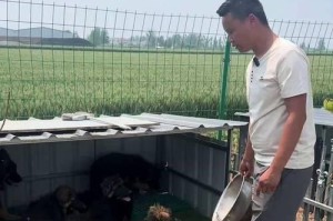 科学喂养德牧幼犬，让它健康快乐成长（德牧幼犬的饲养方法与注意事项）