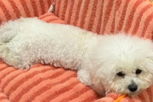 以狗得是什么意思？（探索狗在人类生活中的重要地位及意义）