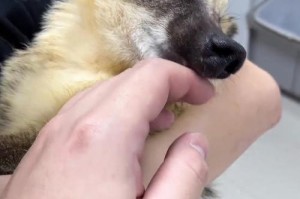 狗打针的危害与注意事项（保护宠物安全，正确使用针）