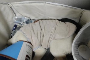 狗狗患细小的症状及防治方法（了解细小，保护宠物健康）
