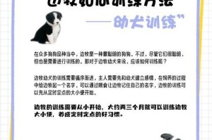 边牧喂养指南（关键注意事项和喂食建议）