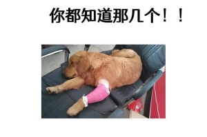 科学喂养金毛犬的关键（合适的狗粮量是关键，正确的喂养方法是保证）