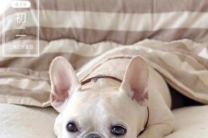 成年犬一天睡多久？（揭秘狗狗的梦乡时光）