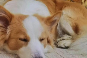 48天的狗每天睡多久？（探秘年幼狗狗的睡眠习惯）