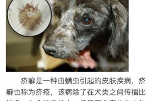 狗狗空腔的重要性（发掘狗狗空腔，提升宠物健康）