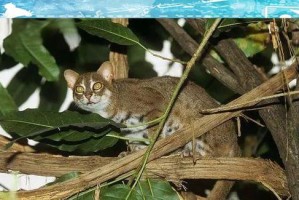 探索世界上最小的猫猫——锈斑豹猫的奇妙世界（小身材大智慧，锈斑豹猫引领迷你猫界）
