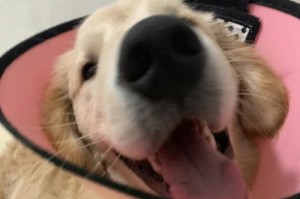 如何有效缓解狗狗多咳问题（药物治疗与护理方法，）