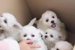 比熊犬价格一览（不同品种比熊犬幼犬的价格及特点）