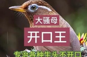 画眉鸟饲养指南（探索画眉鸟叫唤周期及培养方法）