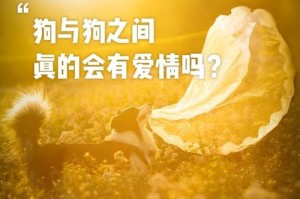 狗狗排卵针后的最佳配种时间（掌握狗狗排卵针后最佳配种时机，助您培育出健康可爱的小狗宝宝）