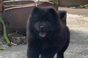 纯黑狗的品种介绍（探秘纯黑狗的神秘魅力）