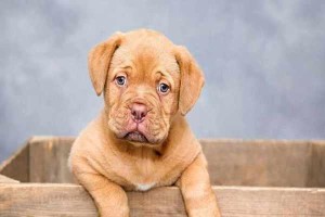 适合家庭养的十种大型犬（选择一个适合你家庭的大型犬品种，关键在于这个！）