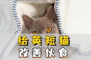 如何选择适合自己的英短猫咪（以买英短猫咪的注意事项为主题，帮你选择一只健康可爱的宠物猫）