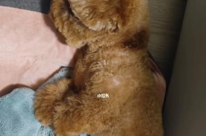 探究狗狗长毛的周期及护理方法（了解狗狗毛发生长周期，打造宠物的亮丽外表）
