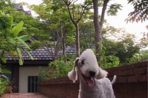 禁养贝林顿梗的城市（保护生态平衡，避免犬种危害）