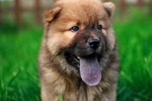 养松狮犬需避开的5个喂食误区（为你的松狮犬提供正确的饮食，关键在于避免以下误区！）