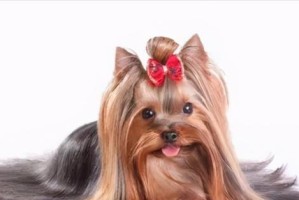 约克夏犬（迷人的外表与活泼的个性）