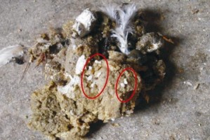 绦虫节片能存活多久？（探索绦虫节片的生存力和适应能力）