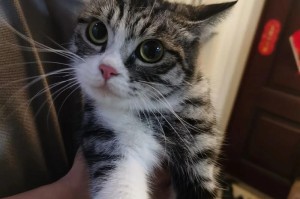 美国短毛猫的成年期及其特征（了解美国短毛猫成年期需要注意的事项）
