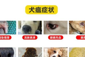 犬瘟单抗的稳定性研究（探究犬瘟单抗在常温条件下的保存期限及其影响因素）