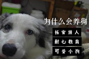 狗狗为什么喜欢跟着人？（探究狗狗对人类的依恋和亲近行为）