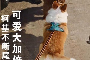 关于狗宝宝断尾的时机选择与注意事项（狗宝宝断尾的最佳时机及保健知识）