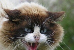 脾气最暴躁的6种猫（挑战你的耐心！）