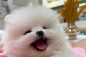 博美犬的饮食需求（以适应博美犬的饮食需求为主，不要过度进食）