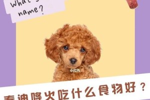 新手妈妈如何给刚生完的泰迪提供补充营养（泰迪宝宝需要的食物及喂养注意事项）