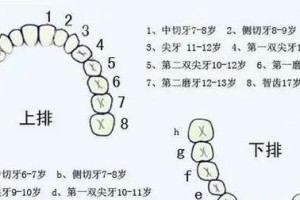 换牙期掉落的牙齿及其影响（了解换牙期哪些牙齿会掉落，保持牙齿健康成长的关键）