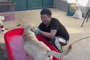 狗犬药浴的正确频率及注意事项（狗犬药浴频率的合理安排以及药浴常见问题解答）