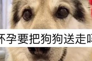 以马犬怀孕期间的饮食禁忌（不能喂什么吃？怀孕期的营养要注意什么？）