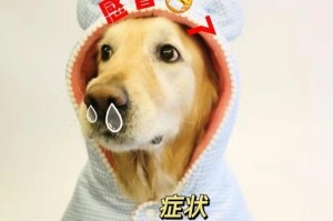 狗狗感冒了，你要了解的症状和应对方法（了解狗狗感冒的常见症状，帮助它尽快康复）