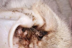 猫咪耳朵的兮兮是耳垢还是耳螨？（探讨猫咪耳朵兮兮问题的原因和解决方法）