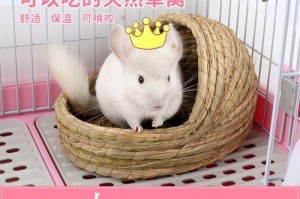 如何制作舒适的荷兰猪窝（荷兰猪窝的设计与搭建）