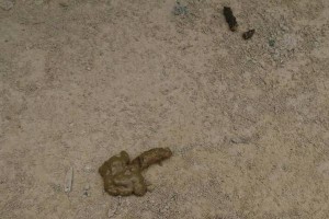 正常狗狗的大便特征（从颜色到质地，揭秘健康的狗狗排便）
