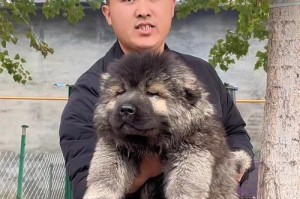 养高加索犬幼犬需要注意的关键事项（初次养犬者的指南）