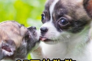 狗狗食用狗粮需用温水泡浸吗？（高温情况下营养会变质吗？）