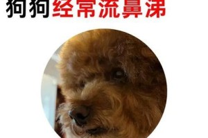 盘点6种常见狗狗的价格（了解合适入手狗狗的价格范围及注意事项）