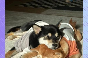 幼犬换牙期的时间长度及注意事项（了解幼犬换牙期的持续时间和正确护理方法）