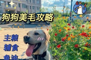让你的狗狗拥有健康亮丽的毛发（以合适的食物滋养狗狗毛发的关键）