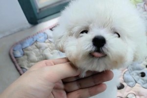 《关于成年比熊犬的标准体重及饲养注意事项》（了解比熊犬的体重范围，给予科学饲养）