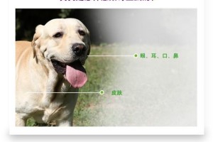 金毛犬虫子防治的重要性（保护金毛犬免受虫子侵害的有效方法）