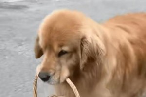 幼犬金毛洗澡的频率如何确定？（幼犬金毛的清洁需求及洗澡时间间隔）