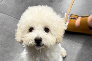 解析比熊幼犬为什么有泪痕（探究泪痕成因及有效处理方法）