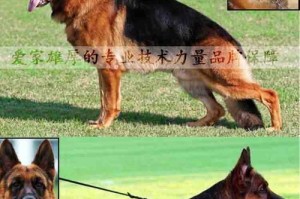 以德牧（揭秘以德牧受欢迎的六大原因）
