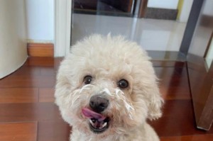 泰迪犬为何不爱吃狗粮，却喜欢吃酸奶？（探究泰迪犬对饮食偏好的原因及解决方法）