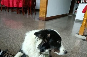 与陌生的狗为伴的奇妙寓意（一只狗，一个意义，一段特殊的旅程）