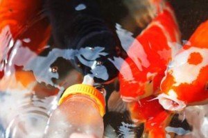 科学饲养锦鲤的关键之道（了解如何正确消毒并保持锦鲤健康成长）